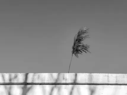 Casino Napoli Mobilapp